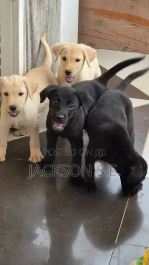 1-3 months Female Purebred Labrador Retriever