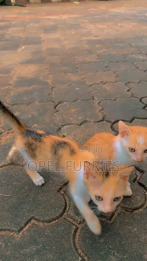 1-3 months Female Purebred American Shorthair