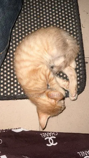 1-3 months Male Purebred Tabby