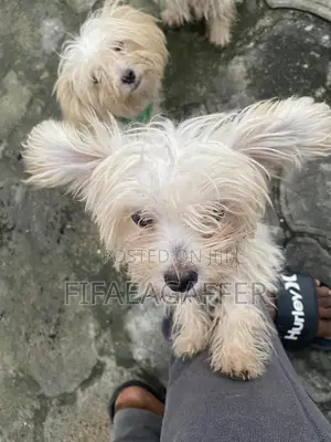3-6 months Male Purebred Coton de Tulear