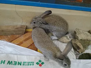 Chinchilla Werner's