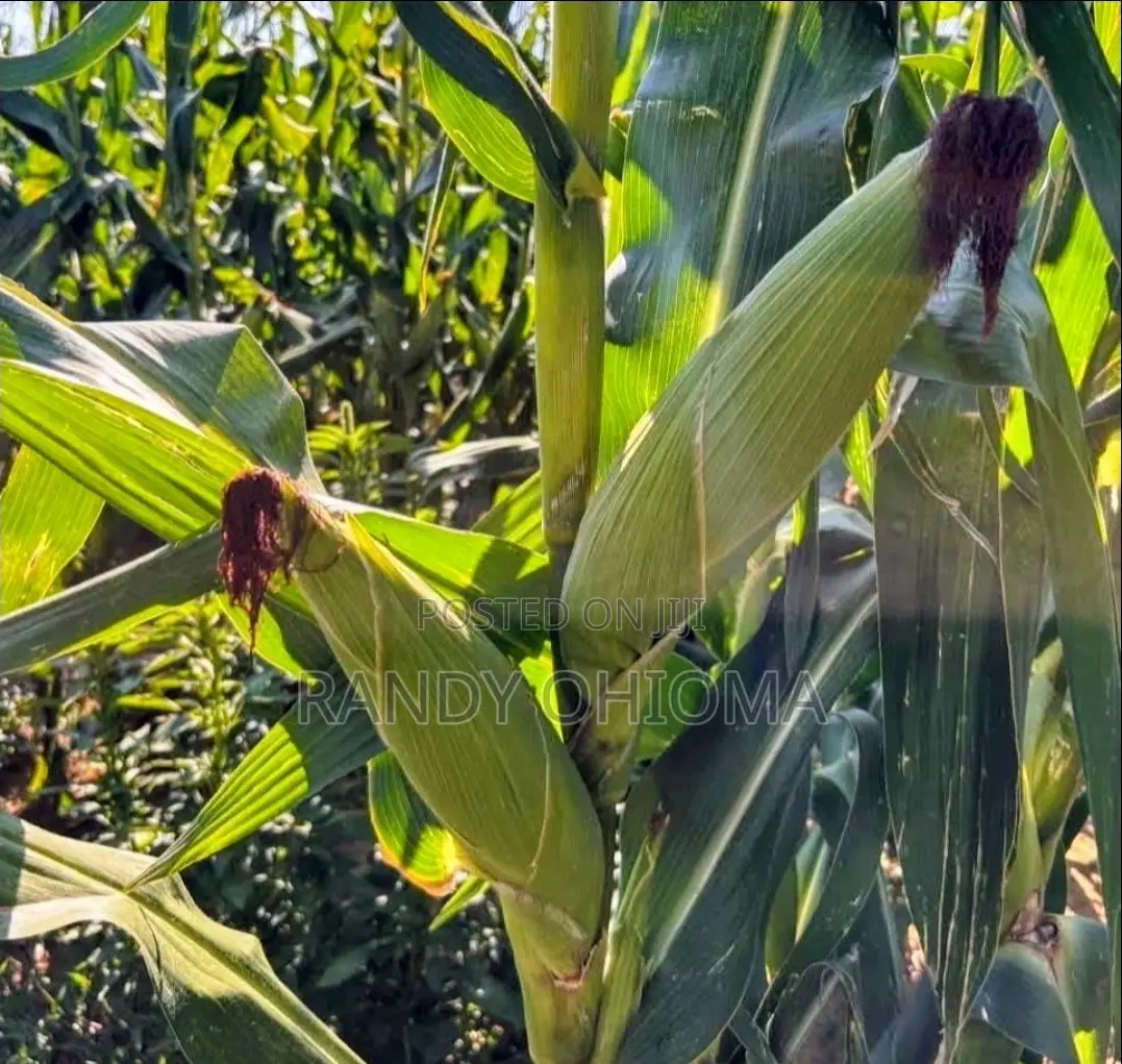 Sweet Corn Cobs