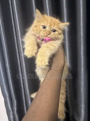 0-1 month Female Purebred Persian