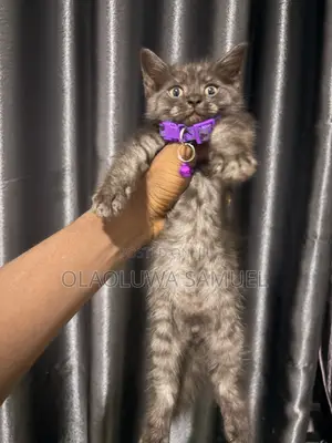 0-1 month Female Purebred Persian