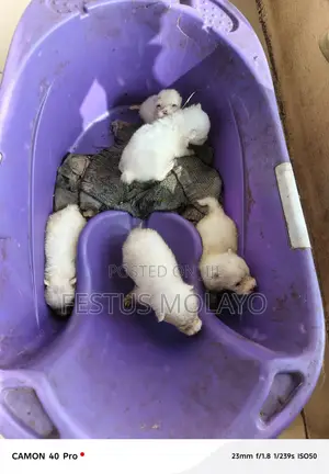0-1 month Female Purebred American Eskimo