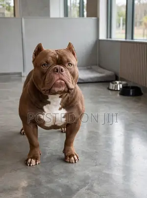 6-12 months Male Purebred American Bully