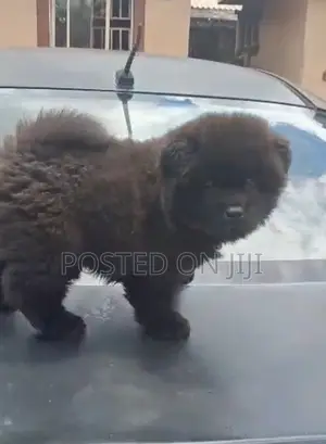 1-3 months Male Purebred Chow Chow