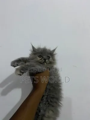 1-3 months Female Purebred Persian