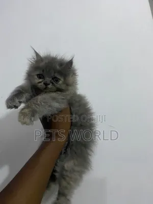 1-3 months Female Purebred Persian