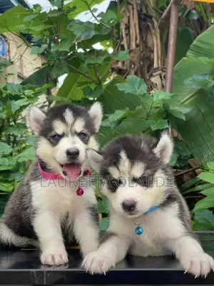 1-3 months Male Purebred Siberian Husky
