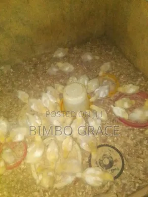 4 Weeks Old Broilers