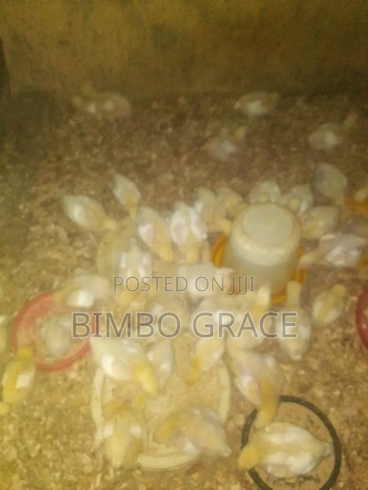 4 Weeks Old Broilers