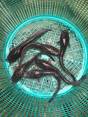 B-Bangania Catfish Farm