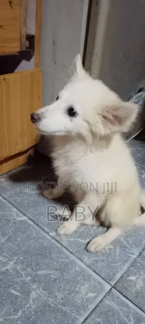 1-3 months Female Purebred American Eskimo