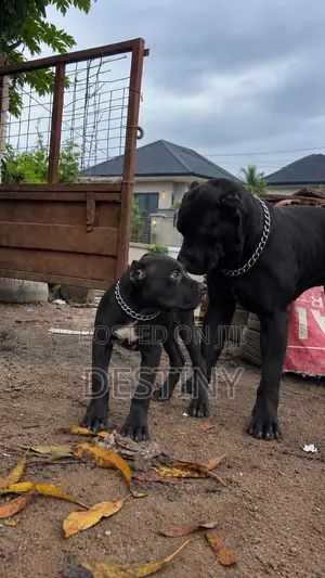 1-3 months Male Purebred Cane Corso