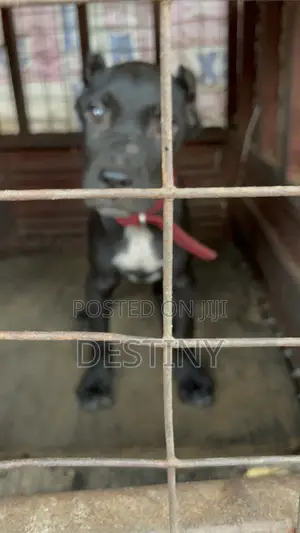 1-3 months Male Purebred Cane Corso