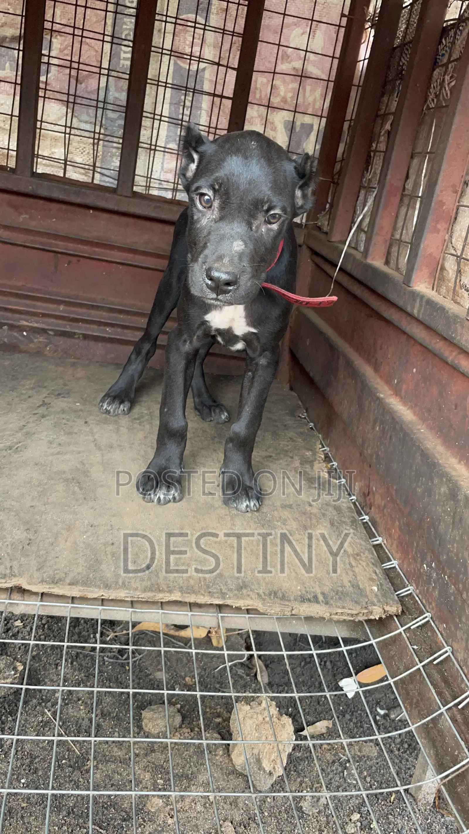1-3 months Male Purebred Cane Corso