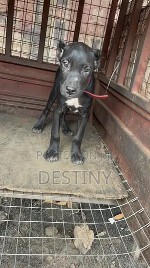 1-3 months Male Purebred Cane Corso