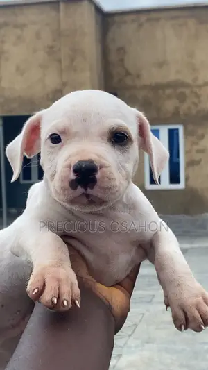 1-3 months Female Purebred American Pit Bull Terrier