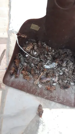 Best Fumigation Services in Agege/ Abuleegba