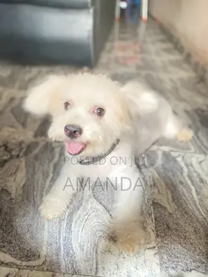 1+ year Female Purebred Lhasa Apso