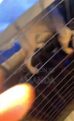 Dog Cage for Sell
