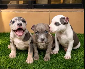 3-6 months Male Purebred American Bully