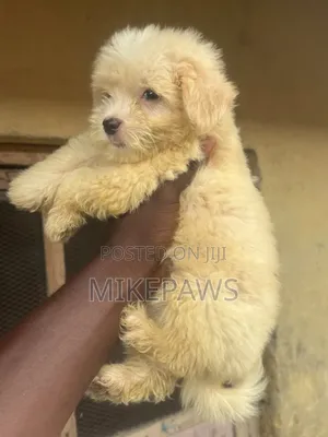 1-3 months Female Purebred Lhasa Apso