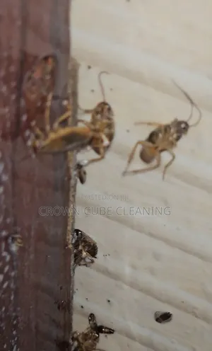 Effective Fumigation Services in Yaba