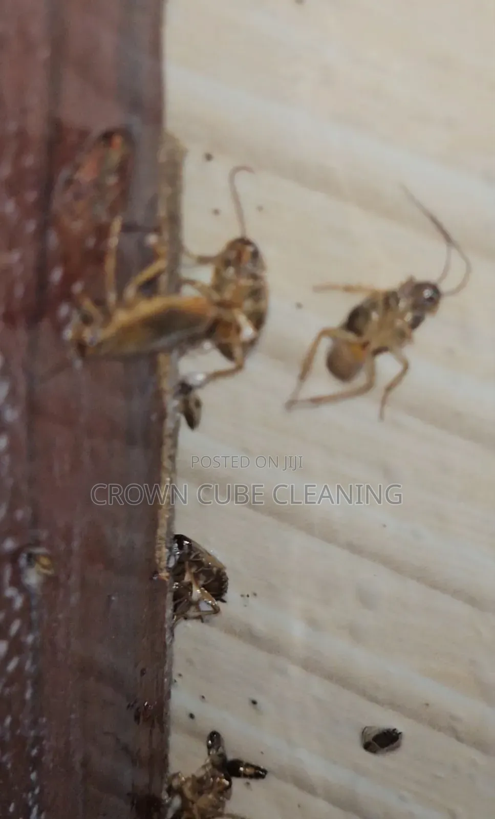 Effective Fumigation Services in Yaba