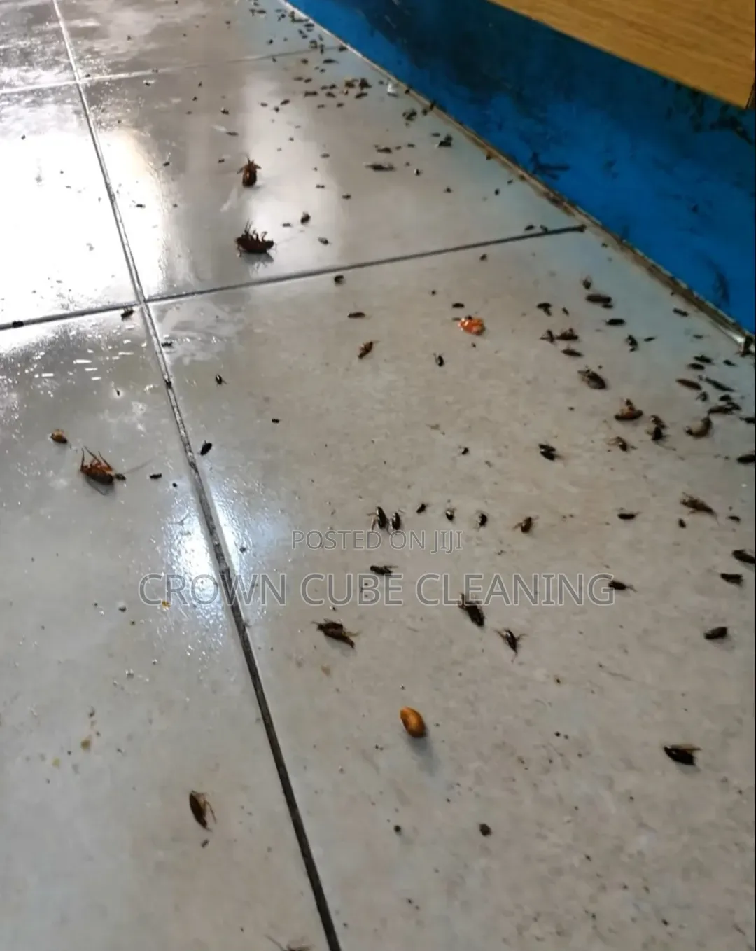 Effective Fumigation Services in Yaba