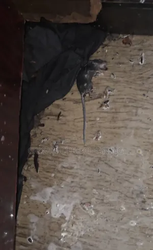Effective Fumigation Services in Yaba