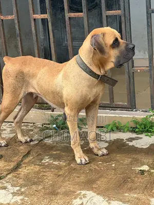 1+ year Female Purebred Boerboel