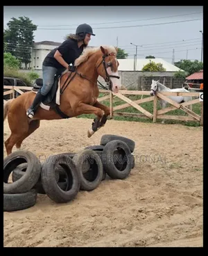 Horse Ride Rentals