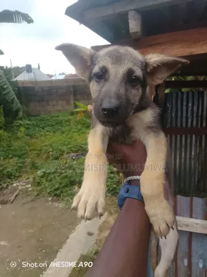 1-3 months Male Purebred German Shepherd