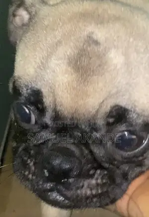 6-12 months Male Purebred Pug