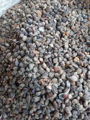 Premium Quality Fresh Dried Iru (Locust Beans) – Wholesale, Retail