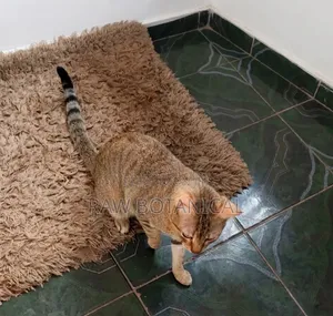 6-12 months Male Purebred Tabby