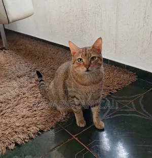 6-12 months Male Purebred Tabby