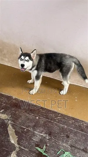 3-6 months Female Purebred Siberian Husky