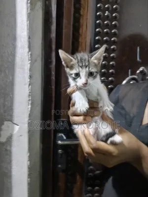 0-1 month Female Mixed Breed Cat