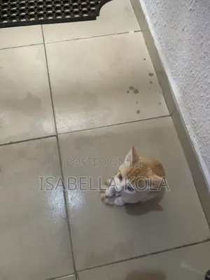 1-3 months Female Mixed Breed British Shorthair
