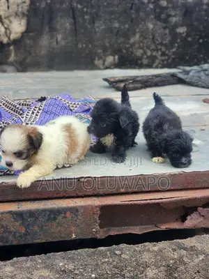 1-3 months Male Purebred Lhasa Apso