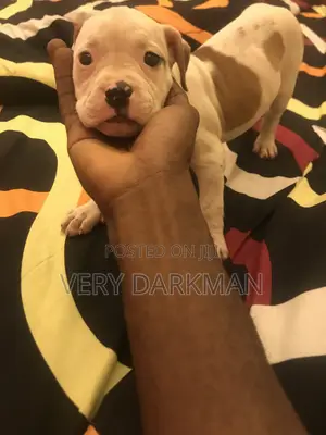 1-3 months Male Purebred American Pit Bull Terrier