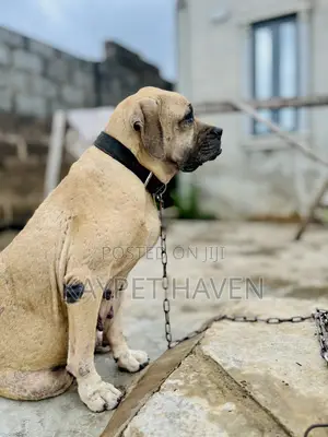 1+ year Female Purebred Boerboel