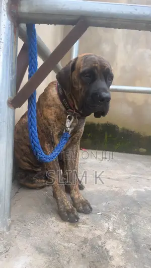1+ year Male Purebred Boerboel