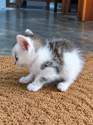 1-3 months Female Mixed Breed Tabby