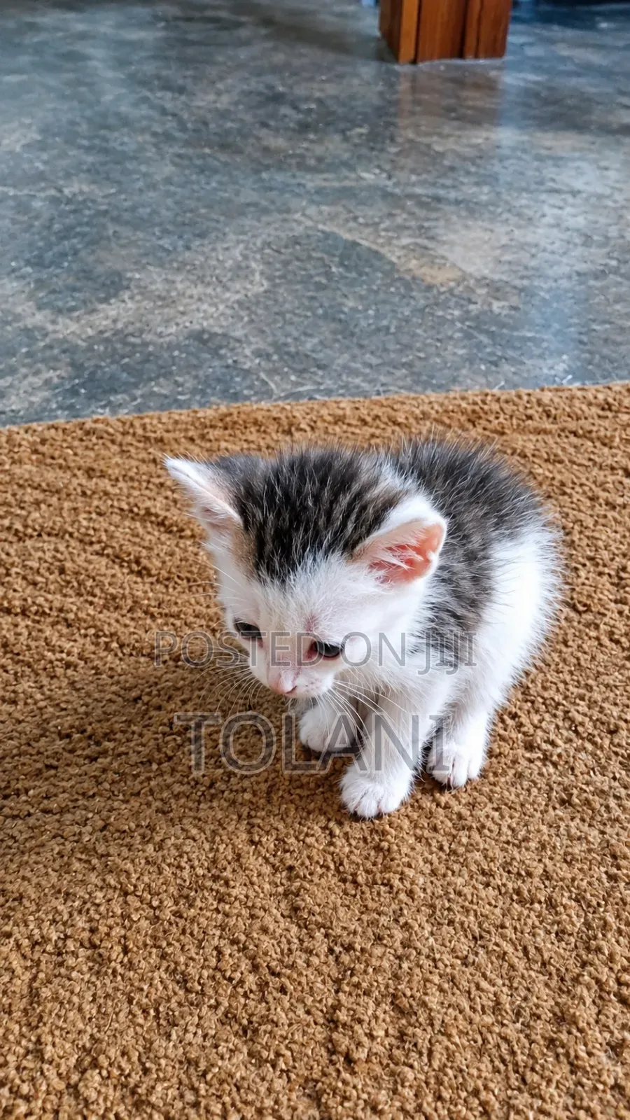 1-3 months Female Mixed Breed Tabby
