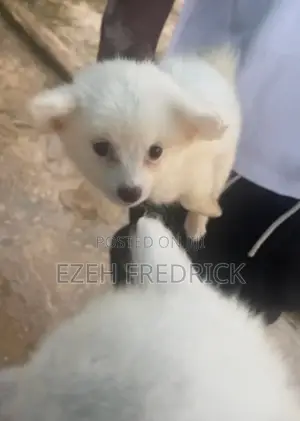 0-1 month Female Purebred American Eskimo