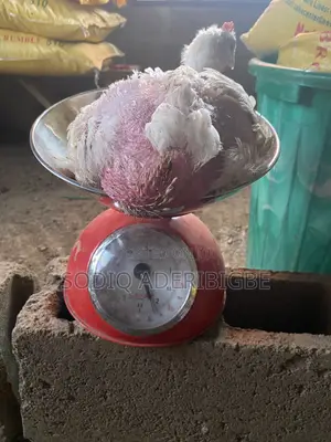 Broiler Chicken